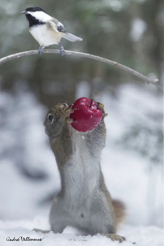 “Red and Berry” by Andre Villeneuve
