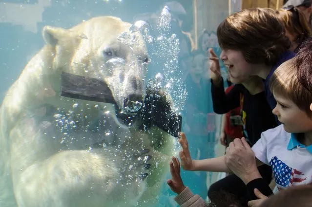 People look at a polar bear during the opening day of the new polar area at the zoo of Mulhouse on April 2, 2014. (Photo by Sebastien Bozon/AFP Photo)