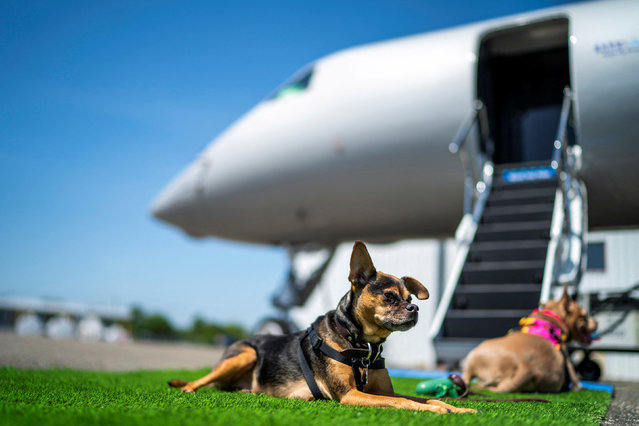 Dogs wait to board a plane during a press event introducing Bark Air, an airline for dogs, at Republic Airport in East Farmingdale, New York on May 21, 2024. (Photo by Eduardo Munoz/Reuters)