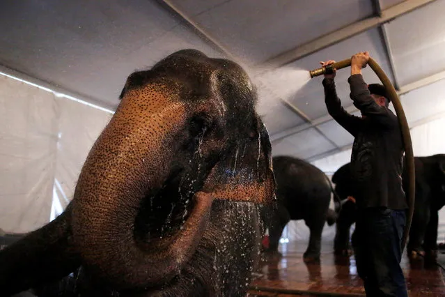 An elephant handler cleans an elephant in preparation for their activities and performances for the day at Ringling Bros and Barnum & Bailey Circus' “Circus Extreme” show at the Mohegan Sun Arena at Casey Plaza in Wilkes-Barre, Pennsylvania, U.S., April 30, 2016. (Photo by Andrew Kelly/Reuters)