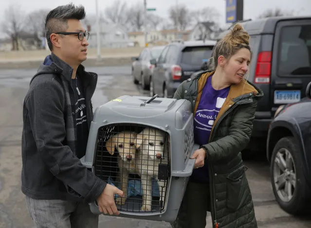 A crate holding two puppies rescued from a South Korean dog meat farm are loaded onto an animal transport vehicle near Kennedy Airport by Animal Haven Director of Operations Mantat Wong, left, and volunteer Nicole Smith Sunday, March 26, 2017, in the Queens borough of New York. The Humane Society International is responsible for saving 46 dogs that would otherwise have been slaughtered. Humane Society officials said the dogs that arrived in New York late Saturday night had awaited death in dirty, dark cages, and were fed barely enough to survive at a farm in Goyang, South Korea. (Photo by Humane Society International/Andrew Kelly via AP Photo)