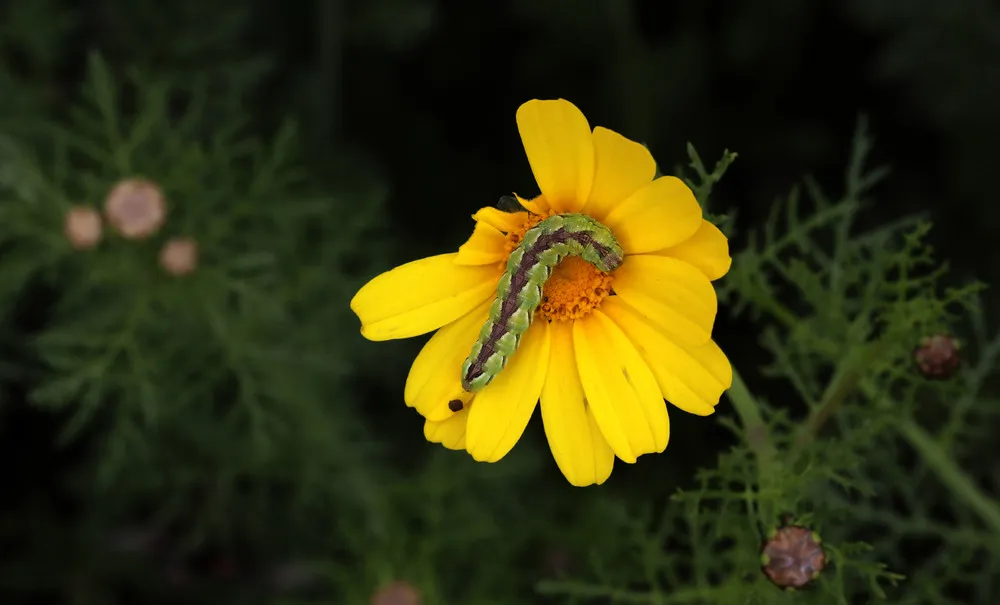 Some Photos: Insects