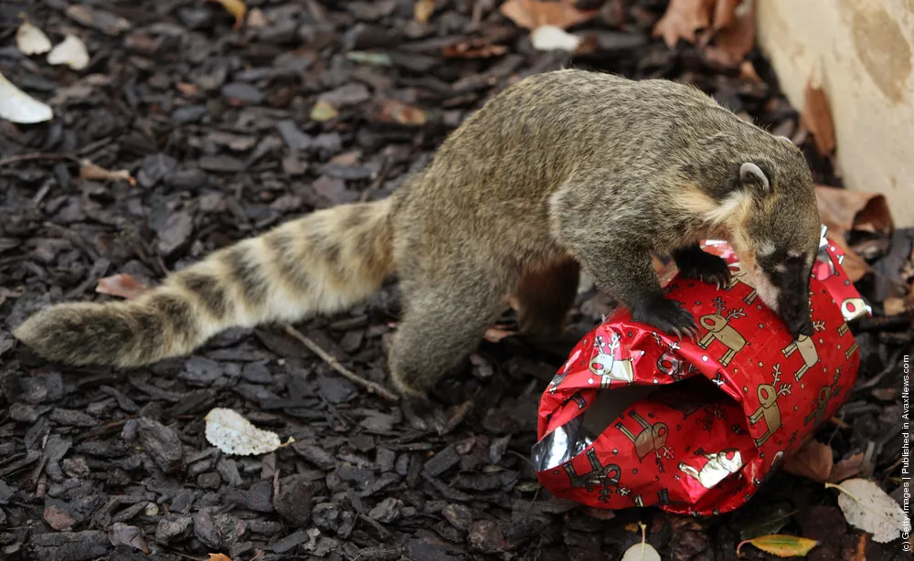Christmas Treats For Meerkats
