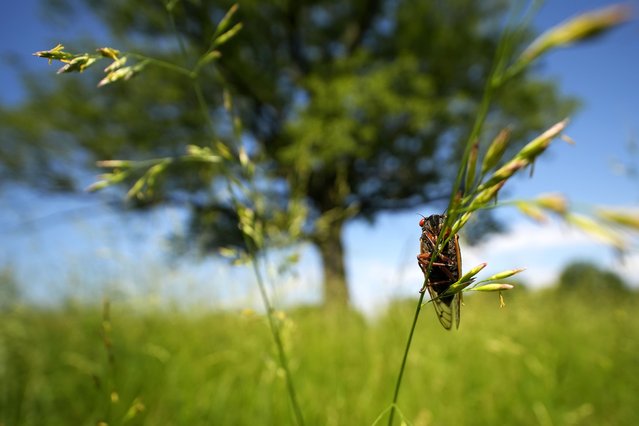 A periodical cicada appears in a hay field at Lincoln Log Cabin State Historic Site on Sunday, May 19, 2024, in Lerna, Ill. (Photo by Carolyn Kaster/AP Photo)