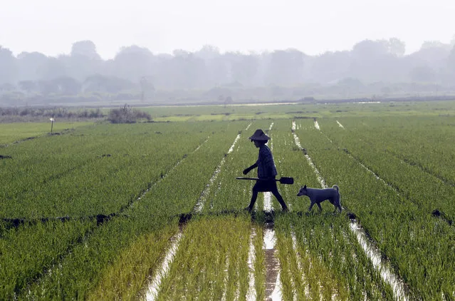 A farmer and her dog walk through a rice field in Naypytaw, Myanmar, Thursday, March 2, 2017. Myanmar celebrates the national holiday Peasants' Day annually on March 2 to show the country's appreciation to its laborers. (Photo by Aung Shine Oo/AP Photo)