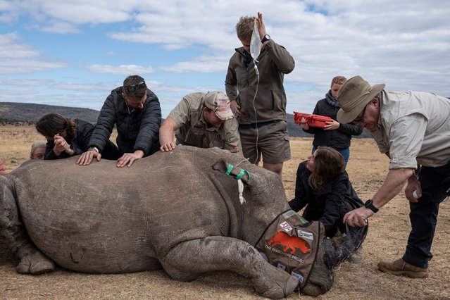 A sedated rhinoceros lies unconscious as professor James Larkin (R) from the University of the Witwatersrand's Radiation and Health Physics Unit (RHPU) uses a can of identification spray (DataDot) after carefully implanting dosed and calculated radioisotopes into it’s horns along with other Rhisotope Project members at an undisclosed location in the Waterbury UNESCO biosphere in Mokopane on June 25, 2024. (Photo by Emmanuel Croset/AFP Photo)