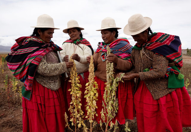 Aymara women inspect quinoa plants as part of the sweet quinoa promotion at the Canaviri district in La Paz Department, Bolivia, April 22, 2017. (Photo by David Mercado/Reuters)