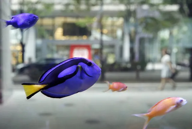 Tropical fish swim in a fish tank as a passer-by walks at a business district in Tokyo, July 2, 2015. (Photo by Toru Hanai/Reuters)