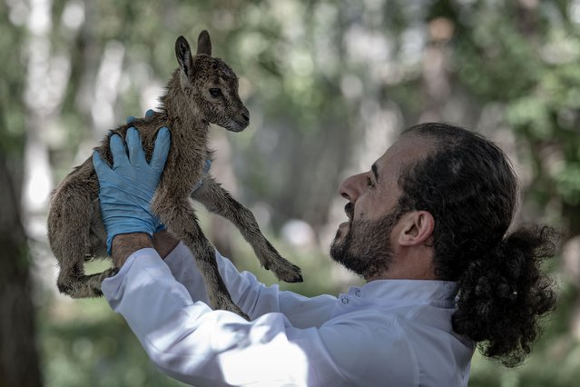 Wild goat babies, found by citizens in Ispir and Uzundere districts of Erzurum are pictured as they are being bottle-fed, on June 25, 2024 in Turkiye's eastern province of Erzurum. The two wild goats named 'milk siblings' by officials, are being meticulously cared. (Photo by Hilmi Tunahan Karakaya/Anadolu via Getty Images)