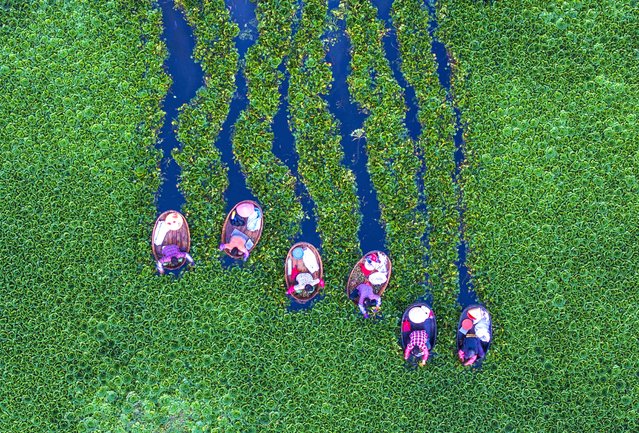 Aerial view of villagers sitting in water chestnut buckets to harvest water chestnuts on July 22, 2024 in Taizhou, Jiangsu Province of China. (Photo by Tang Dehong/VCG via Getty Images)