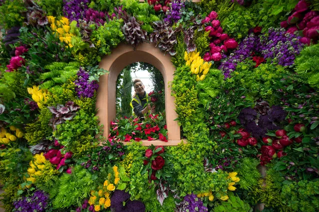 A worker arranges flowers around a structure at the RHS Chelsea Flower Show site at Royal Hospital Chelsea on May 21, 2017 in London, England. Preparations are underway for the opening of the prestigious RHS Chelsea Flower Show, which runs from the 23rd - 27th May. (Photo by  Victoria Jones/PA Wire)