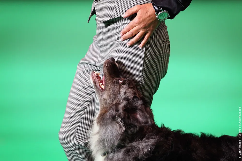 Dogs and Owners Gather for 2012 Crufts Dog Show. Part II