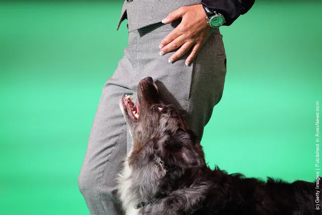 A Border Collie is judged during the 'Dog Obedience Championship'  on Day three of Crufts at the Birmingham NEC Arena