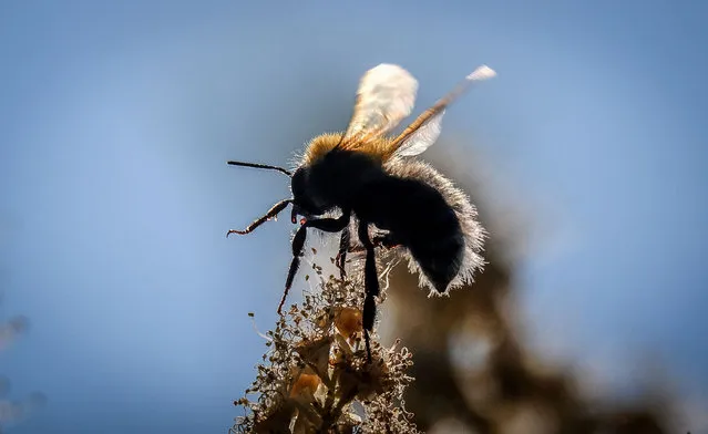 A bumblebee draws nectar from the flowers of a Sorbaria sorbifolia bush in a garden outside Moscow on June 22, 2019. (Photo by Yuri Kadobnov/AFP Photo)