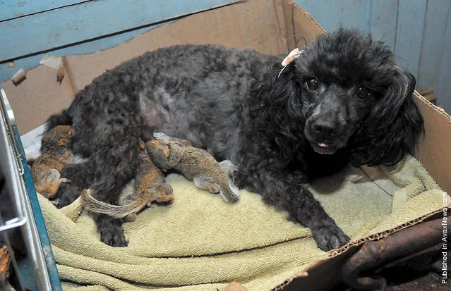 When the tree these baby squirrels called home was felled by a chain saw, Pixie the poodle was there to help. Pixie still had milk after giving birth to her first litter of puppies a few months earlier, and she accepted the three squirrels with no qualms in March 2010. She nursed the homeless squirrels for five weeks at her North Carolina home, and then an animal rehabilitation specialist continued raising them until they were ready to be released