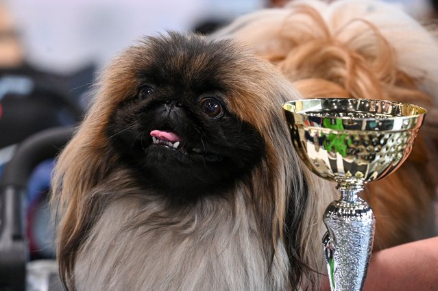 Picture taken on June 4, 2023 shows a Pekingese dog breed champion posing next to its trophy at the “Hungexpo”, the International Exhibition and Fair territory of Budapest, Hungary, during the President Cup CACIB and CAC Dog Show international dog exhibition. (Photo by Attila Kisbenedek/AFP Photo)