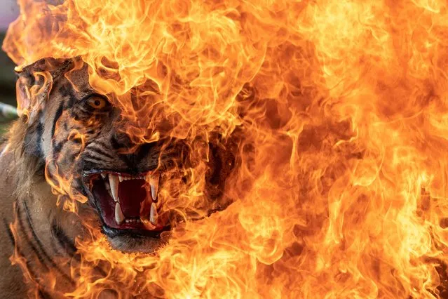 A preserved Sumatran Tiger (Panthera tigris sumatrae) that was collected by the Natural Resources Conservation Board (BKSDA) as evidence is burnt in Palembang, Indonesia on March 18, 2022. (Photo by Novaa Wahyudi/Antara Foto via Reuters)