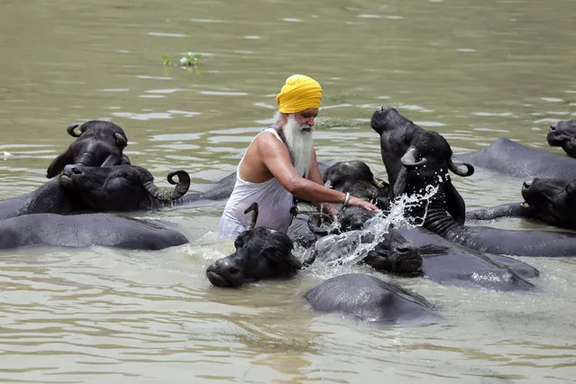 An Indian man gives bath to his buffaloes in a canal on a hot day in Amritsar, India, 13 June 2016. A few pre-monsoon rains have given some respite from heatwave in only some parts of the Punjab state. India receives 80 percent of its rainfall in the monsoon season which typically runs from June-September. Indian Meteorological Department (IND) has predicted above normal rains during the monsoon season this year. (Photo by Raminder Pal Singh/EPA)