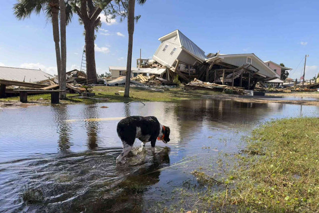 A dog wades through floodwaters near collapsed homes in Dekle Beach on the coast of rural Taylor County, Fla., Friday, September 27, 2024. (Photo by Kate Payne/AP Photo)