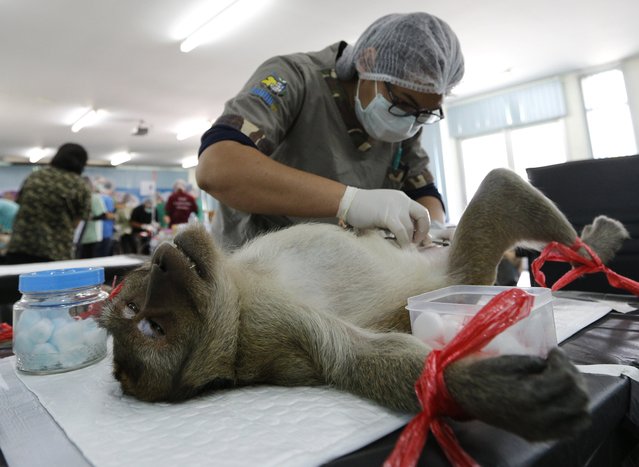 A Thai veterinarian sterilizes a monkey in a bid to control the birth rate of the monkey population in Hua Hin city, Prachuap Khiri Khan Province, Thailand, 15 July 2017. (Photo by Narong Sangnak/EPA/EFE)