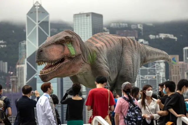 People the a look at a robotic Tyrannosaurus Rex set in front of the Hong Kong island skyline in Hong Kong, China, 06 June 2022. The life-size robotic dinosaur installation is part of the celebrations for the 25th Anniversary of the Establishment of The Hong Kong Special Administrative Region which falls on 01 July. (Photo by Jerome Favre/EPA/EFE)