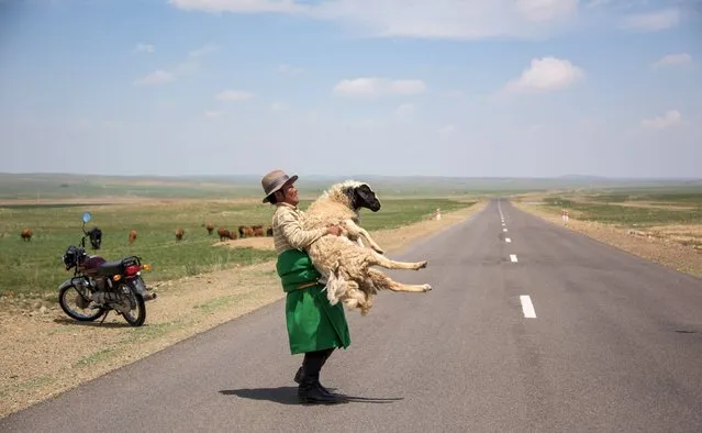 This picture taken on June 28, 2016 shows herder Shagdarjaviiu Batsargal carrying an injured sheep in the Gobi desert near Luusiin. Mongolians went to the polls across their sprawling, sparsely-populated country on June 29 as it struggles to benefit from its vast natural resources amid disputes over foreign investment and slumping demand from neighbouring China. Across the country – more than twice the size of France, but with a population of only three million – trucks with mobile ballot boxes crisscrossed the vast steppe to enable the sick and elderly to vote, while herders and others streamed to polling stations in set up in gers,traditional Mongolian tents. (Photo by Johannes Eisele/AFP Photo)