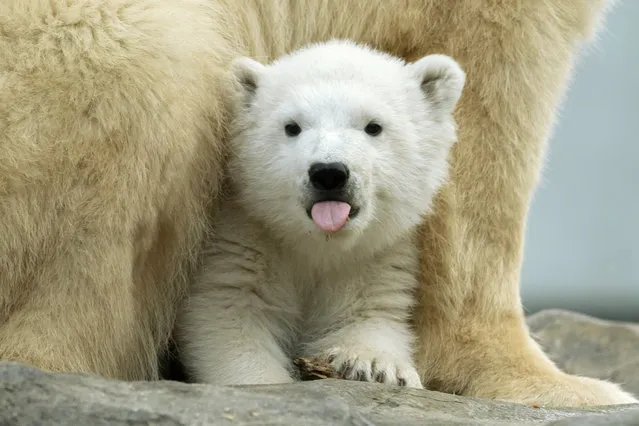 Finja, a polar bear baby, is seen at the Schonbrunn Zoo in Vienna, Austria, February 22, 2020. On Thursday, which was the International Polar Bear Day, the Schonbrunn Zoo announced the name of female polar bear cub, Finja, who was born on Nov. 9, 2019. (Photo by Daniel Zupanc/Action Press/Xinhua News Agency)
