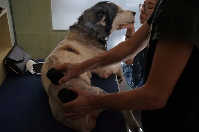 A dog receives treatment at Shanghai TCM (Traditional Chinese Medicine) Neurology and Acupuncture Animal Health Center, which specialises in acupuncture and moxibustion treatment for animals in Shanghai, China on August 21, 2017. (Photo by Aly Song/Reuters)