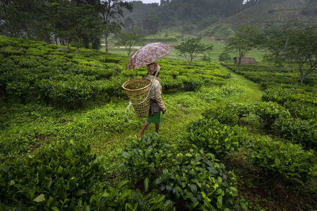 A tribal Khasi woman walks carrying tea leaves she plucked in a garden at Moronga village, along the Assam-Meghalaya state border, India, Tuesday, July 19, 2022. (Photo by Anupam Nath/AP Photo)