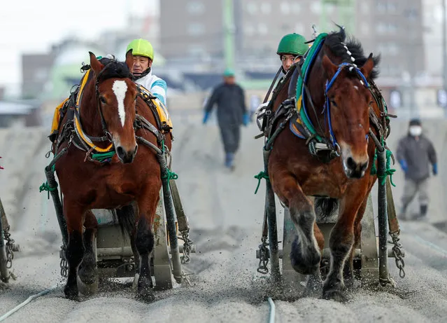 Jokceys and “Banei” horses compete during their “Banei” Keiba race, a form of farm horse racing, at Obihiro “Banei” horse Race Track in Obihiro, Hokkaido, Japan on February 24, 2020. (Photo by Issei Kato/Reuters)