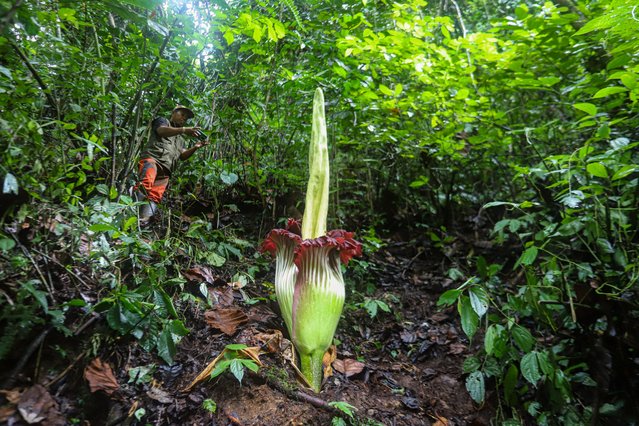 The Titan Arum flower (Amorphophallus titanum) locally known as corpse flower bloomed at Palupuah Forest, Agam District, West Sumatra, Indonesia, on January 7, 2025. Amorphophallus titanum is endemic to the forests of Sumatra Island. Amorphophallus titanum was first discovered in West Sumatra in 1878, by Dr. Odoardo Beccari, a botanist from Italy. (Photo by Adi Prima/Anadolu via Getty Images)