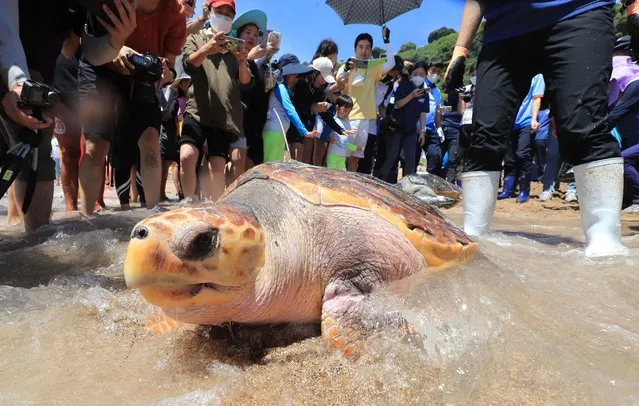 A sea turtle crawls into the sea as employees of the Oceans and Fisheries Ministry release six sea turtles, a species in danger of global extinction, on Saekdal Beach in Seogwipo, Jeju Island, South Korea, 25 August 2022. The sea turtles included three born through artificial incubation and two rescued after they were found injured. (Photo by Yonhap/EPA/EFE)