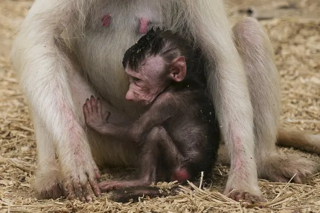 A three-week-old female baboon sits next to her mother Sahara, a four-year and seven-month-old light-coloured fur baboon (Papio Hamadryas), at the Safari Zoo in Ramat Gan, near Tel Aviv, Israel, September 9, 2015. (Photo by Baz Ratner/Reuters)