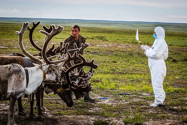 This undated picture released from Russian Emergency Ministry on August 8, 2016 shows a veterinarian as she takes a health checkup of deers outside Yar-Sale town at Yamal Peninsula. A recent anthrax outbreak in the far north of Russia left a child dead, 23 people infected and the government scrambling to deploy hundreds of rescue workers and soldiers to stop any further spread. The source, scientists say, seems likely to have been the long-buried corpses of reindeers on Yamal peninsula uncovered as Russia's permafrost melts – and then been passed on to grazing herds. (Photo by AFP Photo/Russian Emergency Ministry)