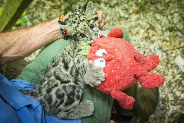 Nimbus, the 2 month old clouded leopard cub, who was hand reared at the home of curator Jamie Craig. Photographed sitting in her hammock at Cotswold Wildlife Park, Burford, Oxfordshire, UK on September 2014. (Photo by SWNS/ABACAPress)