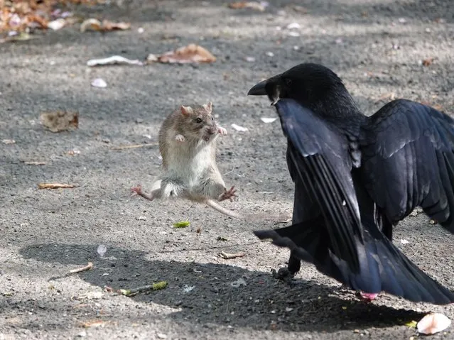 A rat uses kung-fu like moves after a crow picks a fight on him in Wollaton Park, Nottingham on November 6, 2022. The surprised rodent does an about turn when the crow grabs it by the tail, and in a flurry of impressive bravado manages to escape unscathed. During the split second stand-off the rat manages a series of moves which would put Jackie Chan in the shade, as he shows the larger bird who is boss in Wollaton Park. (Photo by Paul Biggs/Animal News Agency)