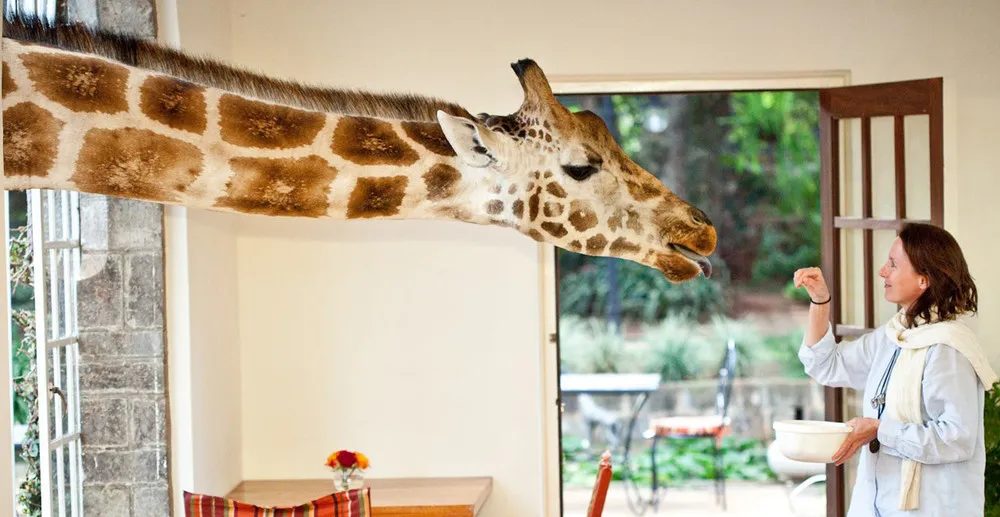 The World's Only Giraffe Hotel in Kenya