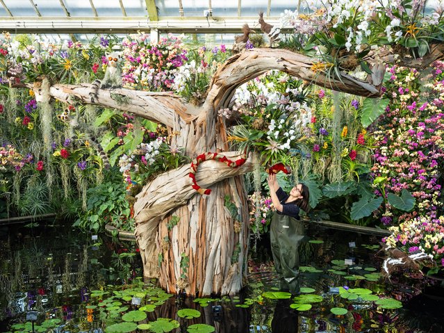Staff members put finishing touches to the colourful orchid display during a press preview of the Orchid Festival at Royal Botanic Gardens, Kew in London, United Kingdom on February 01, 2024. Kew Gardens' annual Orchid Festival, taking place at the Princess of Wales Conservatory between 3 February and 3 March 2024, celebrates the beauty and biodiversity of Madagascar with thousands of colourful orchids and hundreds of other tropical plants arranged in hand-crafted horticultural displays. (Photo by Linda Nylind/The Guardian)
