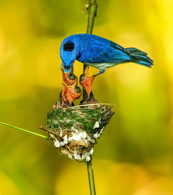 A black-naped monarch feeds its young in Nadia, easternmost India in the second decade of May 2025. (Photo by Kingshuk Parui/Solent News & Photo Agency)