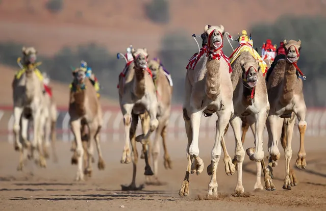 Robotic jockeys control camels during a race at Al Sawan Race Track on January 19, 2018 in Ras Al Khaimah, United Arab Emirates. (Photo by Francois Nel/Getty Images)