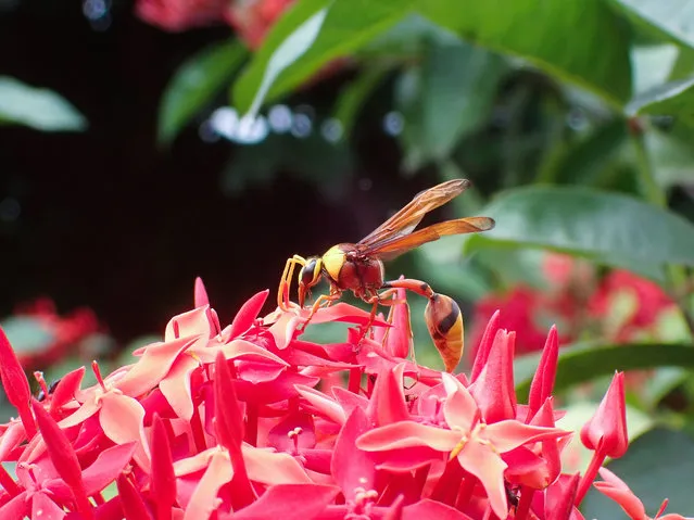 A red wasp pollinates a flower in Ahmedabad on August 25, 2020. (Photo by Sam PanthakyAFP Photo)