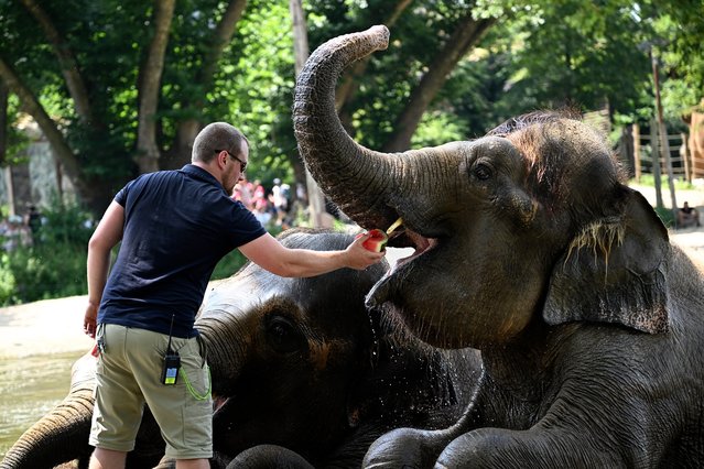 A caretaker feeds elephants with frozen watermelons to cool them off at Pairi Daiza zoo in Brugelette on July 2, 2025, as a heatwave hits Europe. Withering conditions that have baked southern Europe for days crept northward, shutting some schools and daycare centres in France and the Netherlands, and sparking health warnings. (Photo by Nicolas Tucat/AFP Photo)