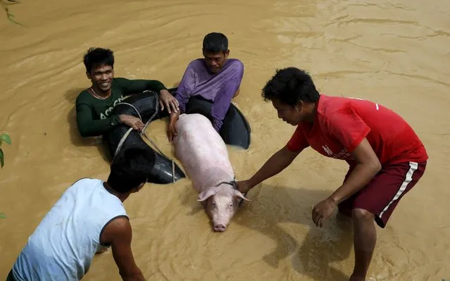 Flood victims bring a pig to a higher ground in Sta Rosa, Nueva Ecija in northern Philippines, October 19, 2015, after it was hit by Typhoon Koppu. (Photo by Erik De Castro/Reuters)