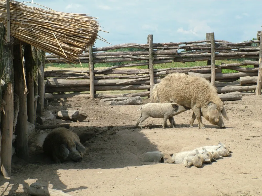 Mangalitsa the Hairy Pig
