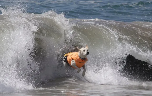 A dog jumps from his surf board during the Unleashed Surf City Surf Dog competition in Huntington Beach, California, USA, 25 September 2016. (Photo by Michael Nelson/EPA)