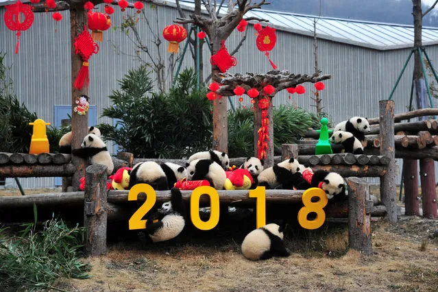 Giant panda cubs play with decorations during an event to celebrate Chinese Lunar New Year of Dog, at Shenshuping Panda Base in Wolong, Sichuan province, China February 14, 2018. (Photo by Reuters/China Stringer Network)