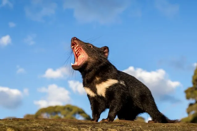 This undated handout photo released by Aussie Ark on October 1, 2020 shows a Tasmanian devil walking in the wild in mainland Australia. Tasmanian devils have been released into the wild on Australia's mainland 3,000 years after the feisty marsupials went extinct there, in what conservationists described on October 5 as a “historic” step. (Photo by Aussie Ark/Handout via AFP Photo)