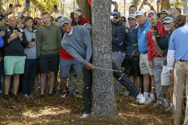 Tiger Woods hits from behind a tree on the fourth hole during the first round of the Valspar Championship golf tournament Thursday, March 8, 2018, in Palm Harbor, Fla. (Photo by v/AP Photo)