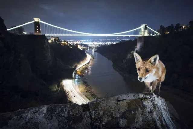 “Bristol Fox”. “At this recognisable landmark in front of the Clifton suspension bridge I found a secluded spot where teenagers like to hang out and local foxes would come to look for leftovers. One night, I was setting up my camera in the early evening and a fox came out of the shadows. It came straight over, looked up at me, then proceeded to try and pinch something from my open camera bag. After that, it walked up this small ridge and I saw the picture I wanted to capture. It took about two weeks of long, cold nights before it looked up at just the right moment”. (Photo by Sam Hobson/Wildscreen 2016)