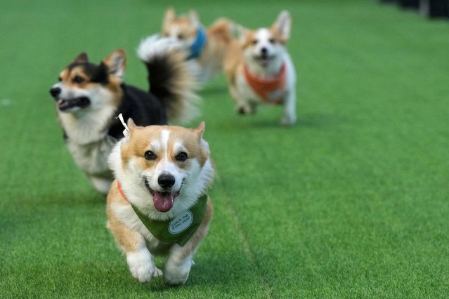 Dogs run during the Corgi Race festival in Vilnius, Lithuania, on Saturday, August 23, 2025. (Photo by Ints Kalnins/Reuters)